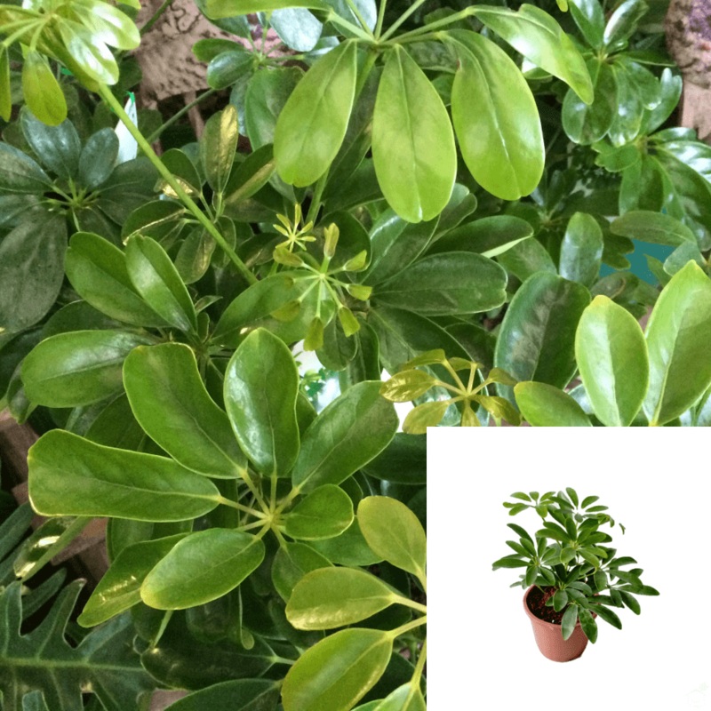 Schefflera Arboricola Houseplantscare Guide 4Inches Po umbrella tree Live Plant Ht7 Best