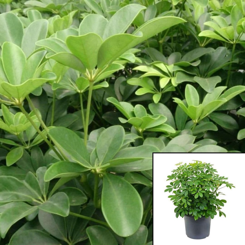 Schefflera Arboricola Plant Tallumbrella Plant 1 Gallon Dwarf Umbrella Tree House Plant Pr6 Live Plant Live Forever Plant Ht7 Best