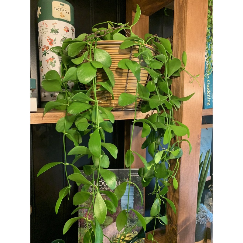 String of Nickels|14cm