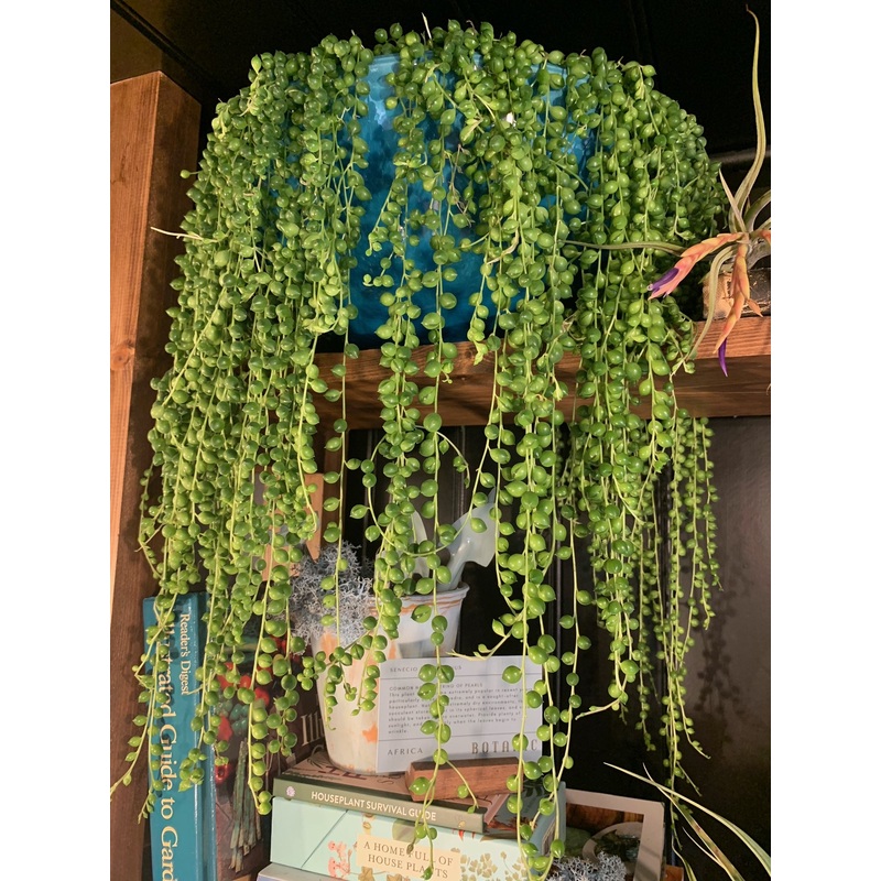 String of Pearls – Senecio Rowleyanus