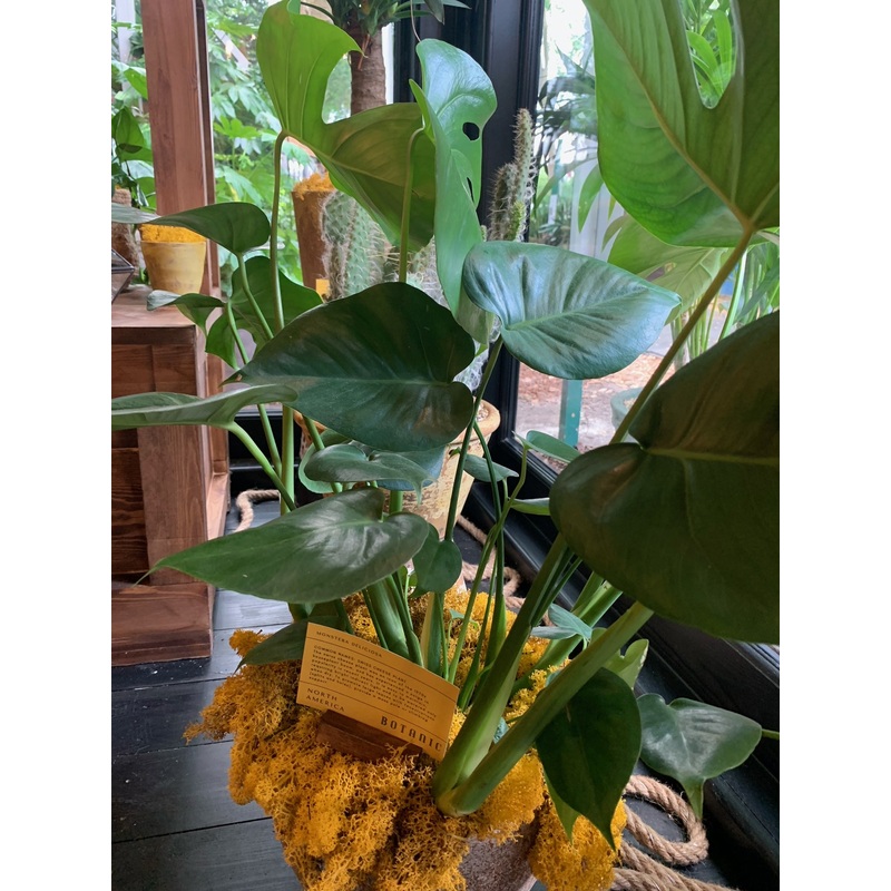 Swiss cheese plant|19cm