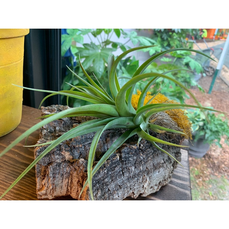 Tillandsia – Air Plant