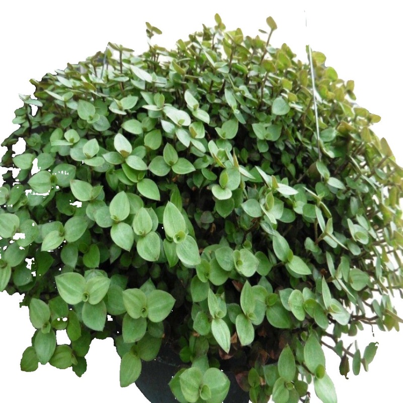 Tradescantia Bolivian Plant 4inches Bolivian Jew Bolivian Wandering Tradescantia Minima Callisia Repens hanging Ht7 Best