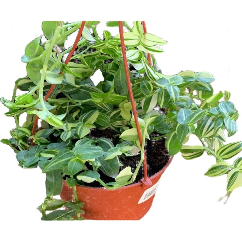Tradescantia Fluminensis Aureovariegata Variegated Jew Yellow And Green Plant 6Inches hanging Live Plant Ht7 Best