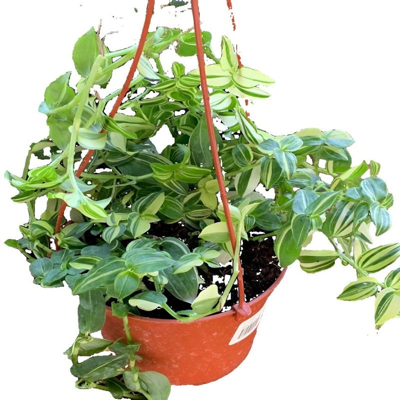 Tradescantia Fluminensis Aureovariegata Variegated Jew Yellow And Green Plant Plant 4Inches hanging Live Plant Ht7 Best