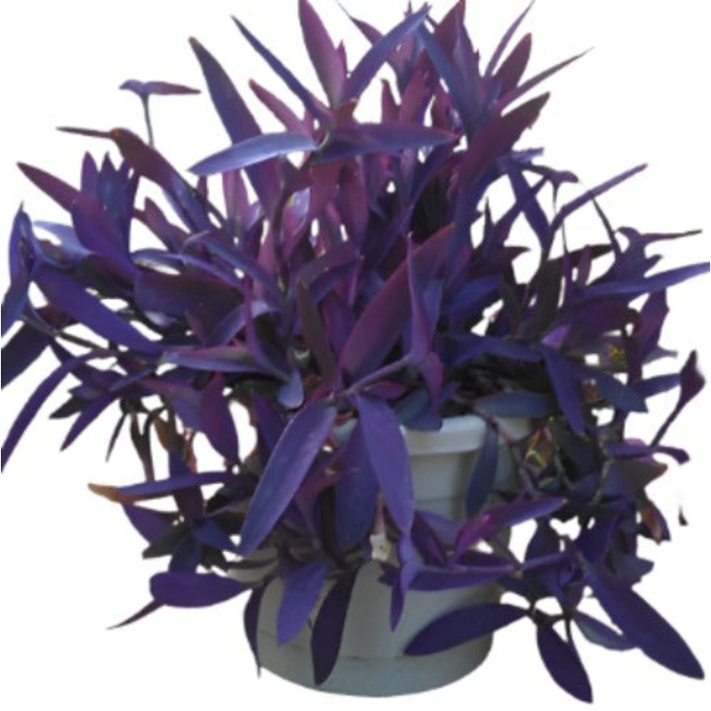 Tradescantia Pallida cerinthoides kunth 6Inches rose d r hunt Purple Heart Mosses Wandering Jew Live Plant Ht7 Best