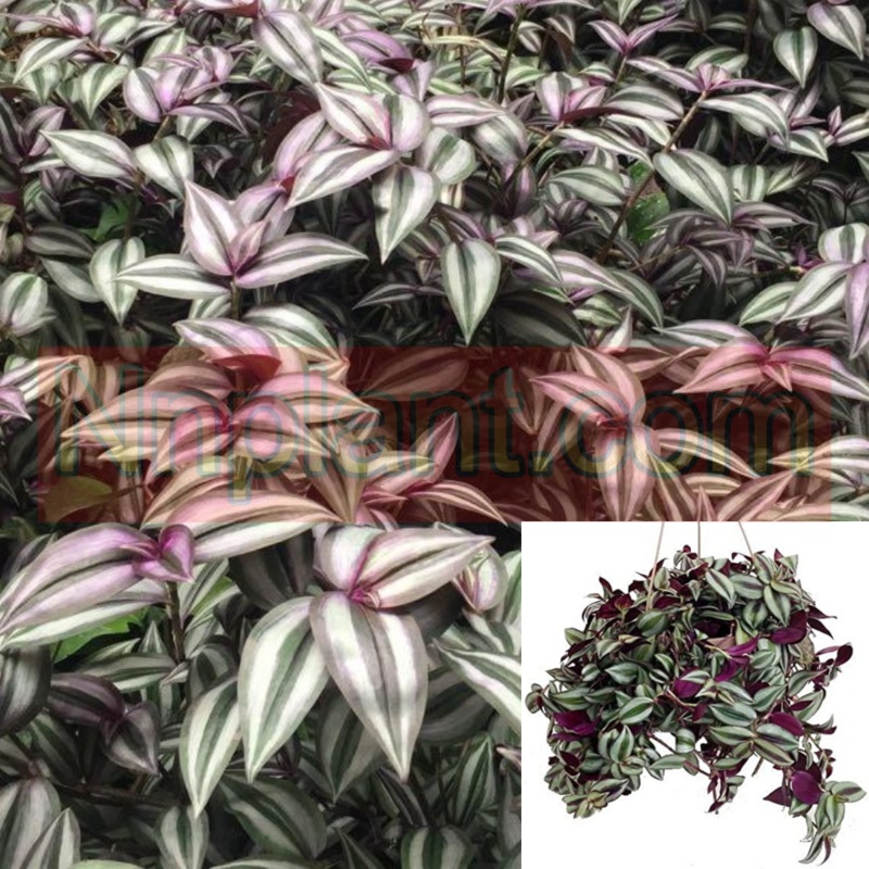 Tradescantia Zebrina pendula Wandering Purple 6Inches Fullyrooted Plant Zebrina Pendula Spiderwort Wandering Jew Live Plant Ht7 Best