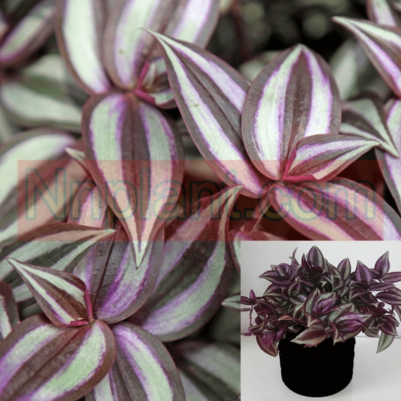 Tradescantia Zebrina Zebrina Pendula Purple Jew Flowering 1 Gallon Hanging Plant Wandering Jew Plant Striped Wander Live Plant Ht7 Best