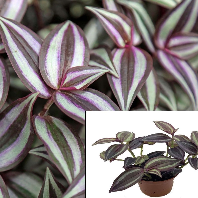 Tradescantia zebrina Zebrina pendula Purple Wandering Jew Flowering Inch 4Inches Pot Plant Wandering Jew Live Plant Ht7