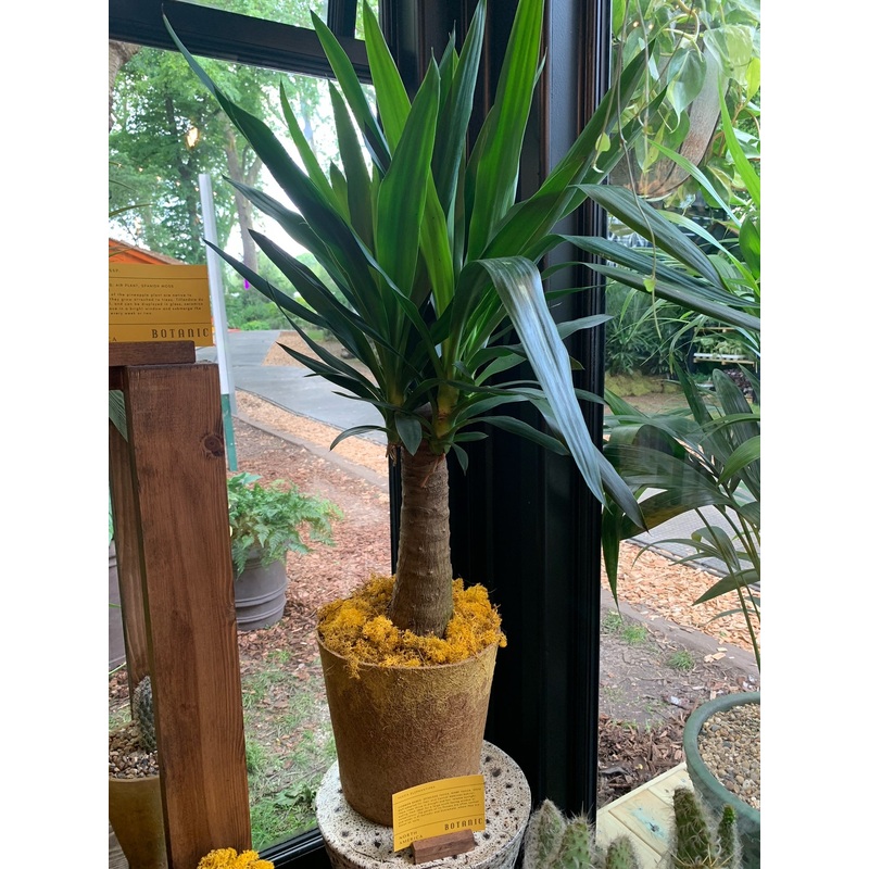 Yucca Elephantipes|24cm (pot size) x 95cm (height)