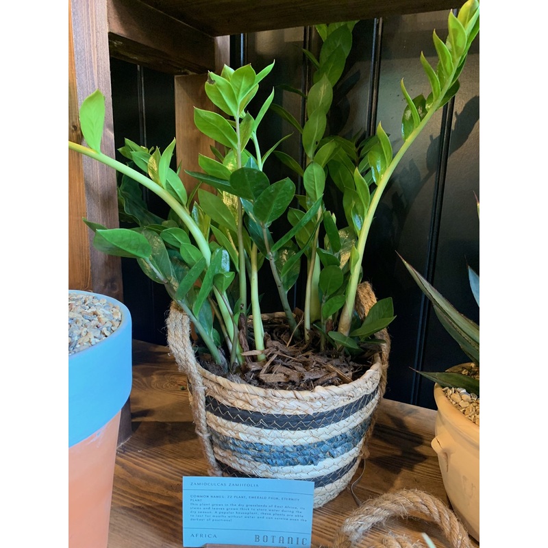 ZZ Plant – Zamioculcas zammiifolia