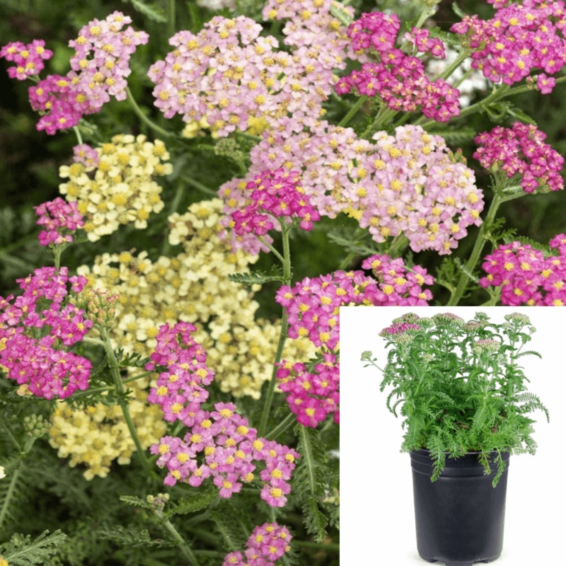 Achillea Millefolium Summer 1 Gallon Pink Pastels Plant C