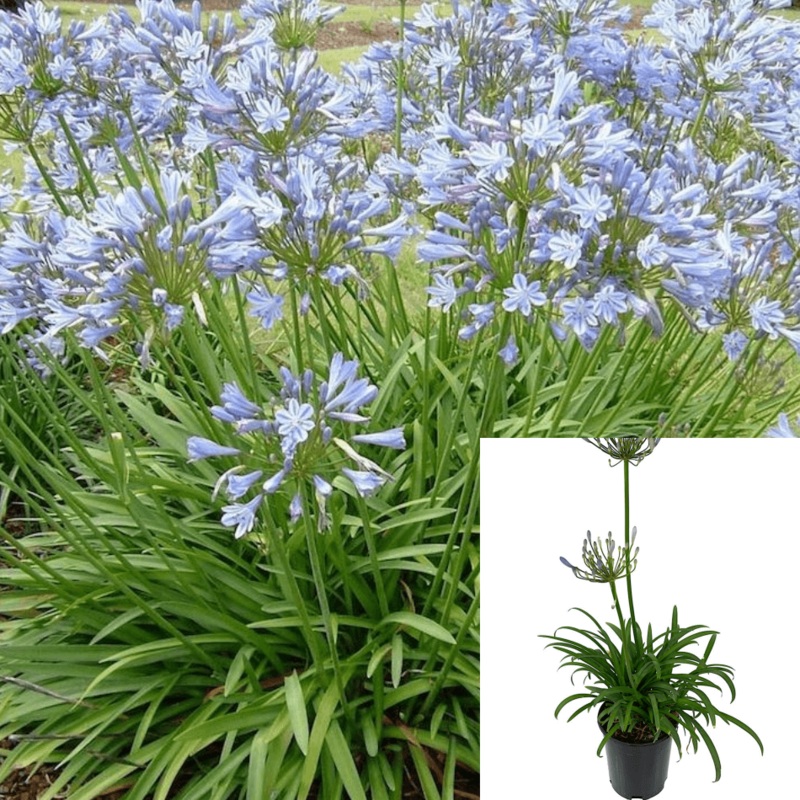 Agapanthus Africanus Queen Anne 5 Gallon Plant African Lily Powder Blue Semi Dwarf Of Nile Live Plant