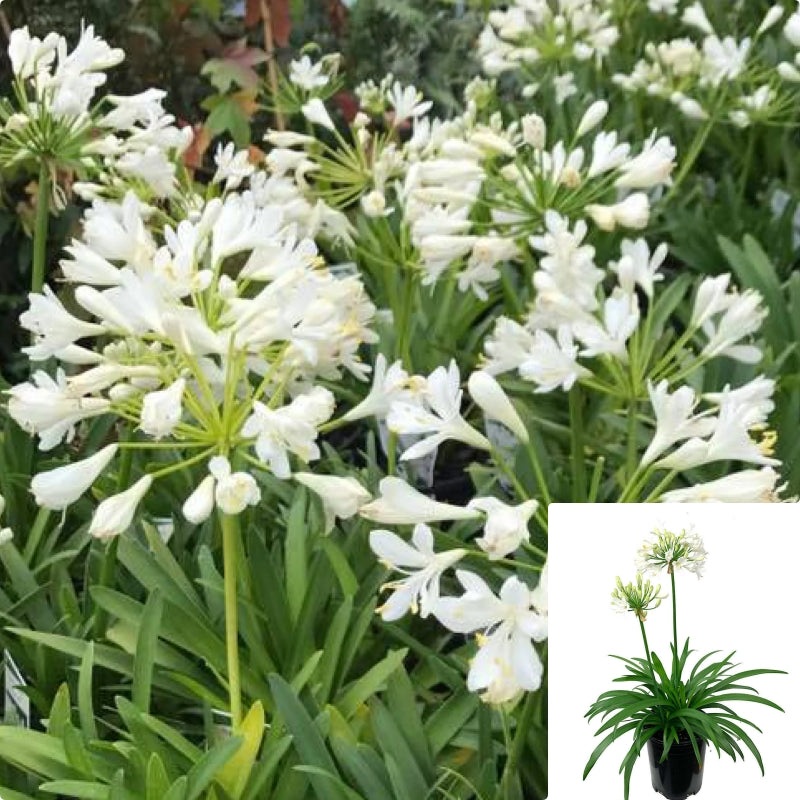 Agapanthus Africanus Snowball 1 Gallon Plant African Lily White Of The Nile Outdoor Flower Live Plant