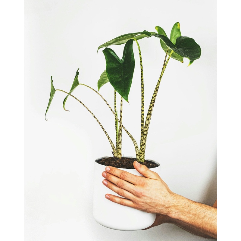 Alocasia zebrina – tropical houseplant