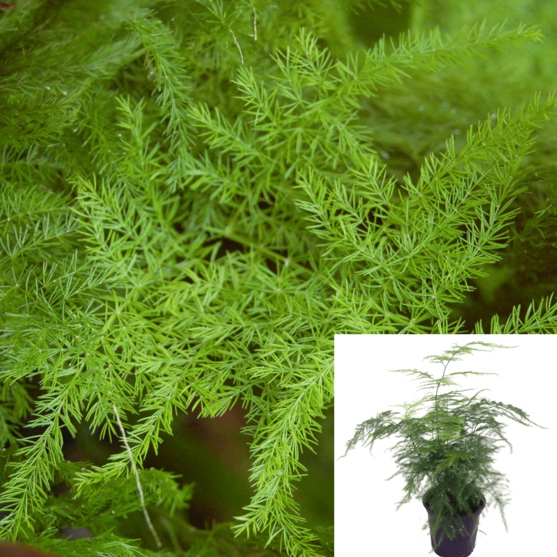 Asparagus Plumosa Fern Fern Leaf 1 Gallon Ht7 Pot Climbing Asparagus Fern Live Plant Ht7