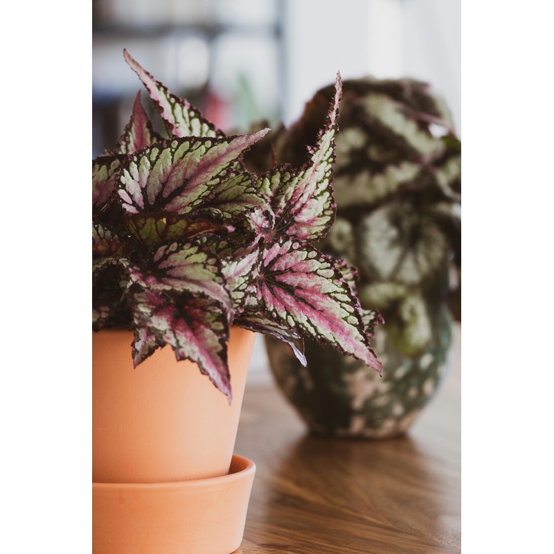 Begonia rex – 12cm|12cm|26cm