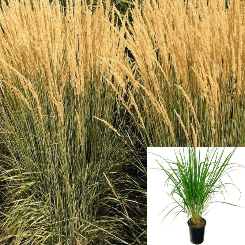 Calamagrostis Karl Foerster 5 Gallon Feather Reed Grass Live Plant Ground Cover