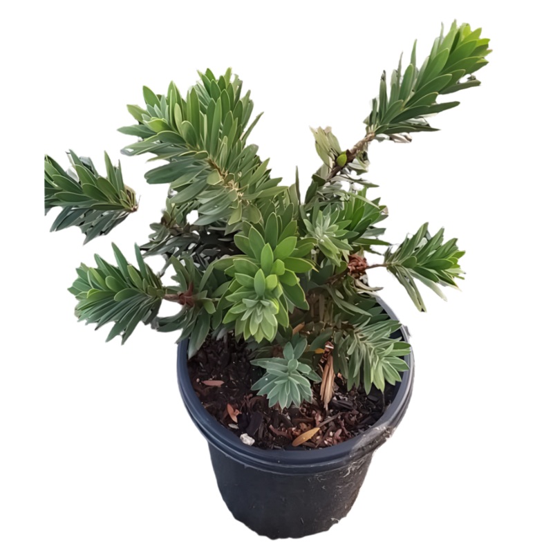 Callistemon Little John 1 Gallon Red Dwarf Bottlebrush Brush Live Plant Mfg7