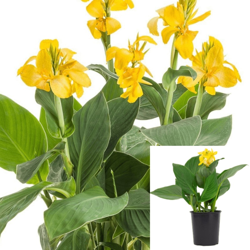 Canna So Pacific Yellow 1 Gallon South Lily Style Indica Live Plant Flower Plant Outdoor Ght7