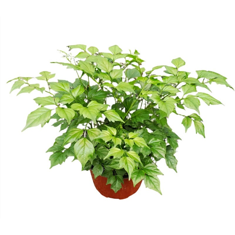 China Doll Plant 1 Gallon Pot Radermachera Sinica Plant Asian Bell Tree Live Plant Ht7