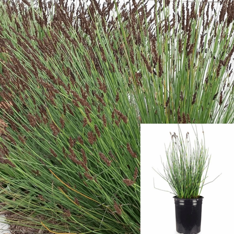 Chondropetalum Tectorum 5 Gallon Cape Blue Grass Purple Tips Thatching Reed Dwarf Rush Plant