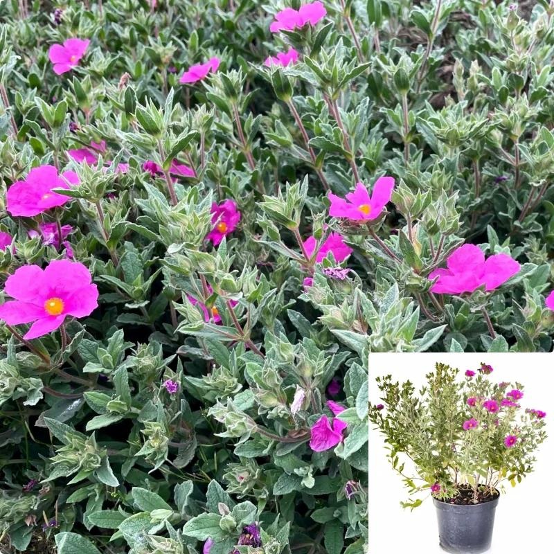 Cistus Sunset 5 Gallon Rock Rose Plant Magenta Cist Live Plant