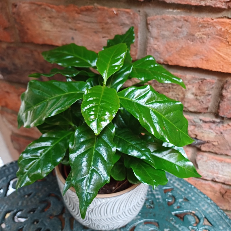 Coffea arabica – Coffee plant|11.7cm|23cm