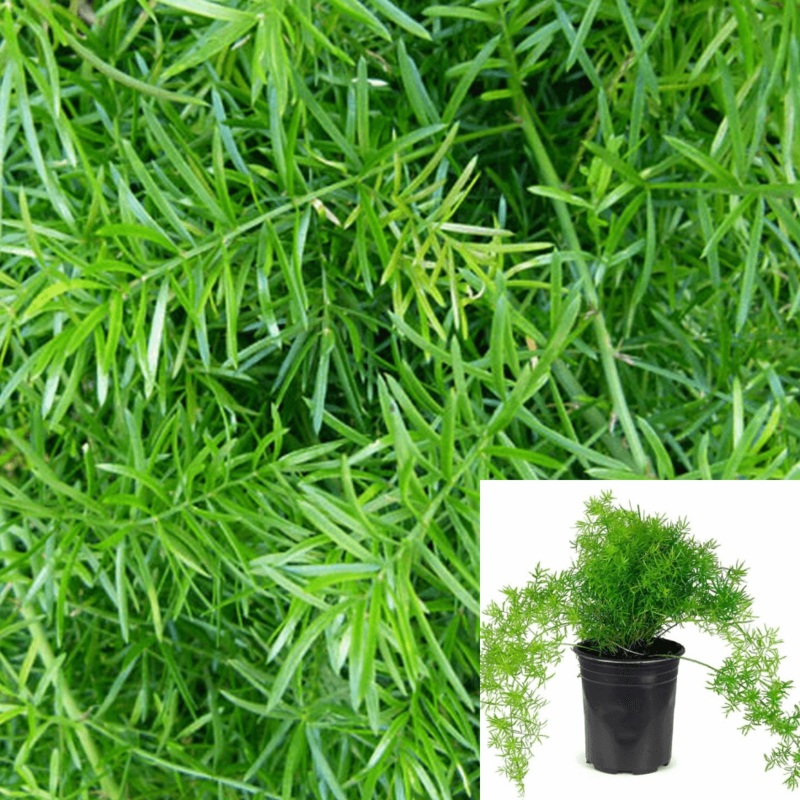 Compact Sprenger Asparagus Fern Plant Asparagus Sprengeri Compacta 1 Gallon Live Plant Ht7
