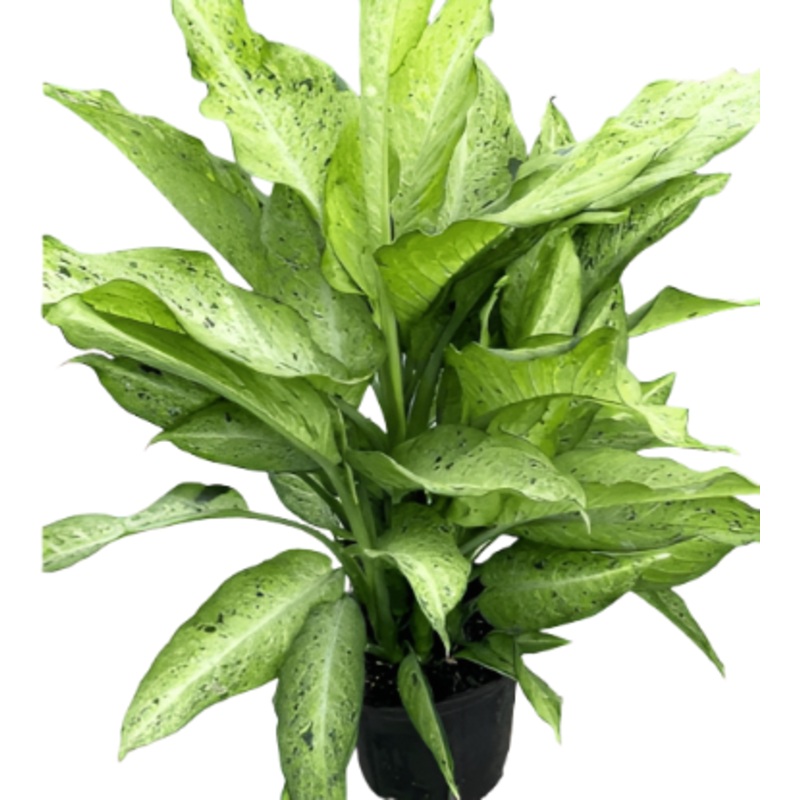 Dieffenbachia Camouflage Plant Premium Foliage 28-48Inches Tall 5 Gallon Indoor Full Live Plant Ht7 Dumb Cane