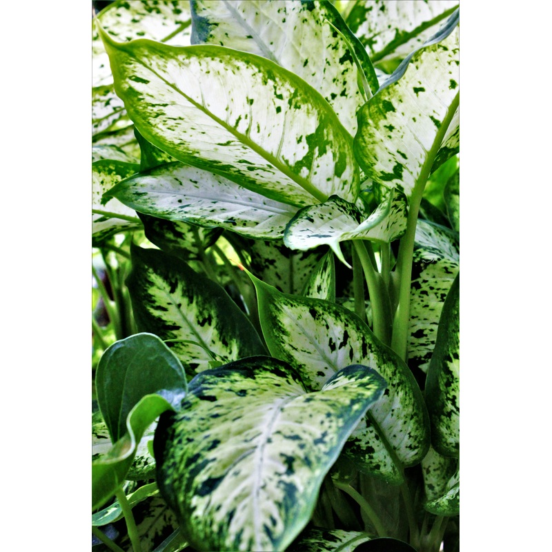 Dieffenbachia – Dumb Cane|17cm|57cm