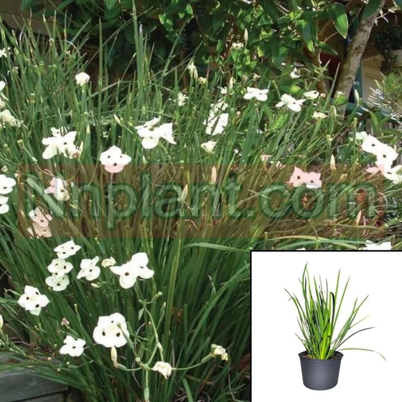 Dietes Bicolor 5 Gallon Fortnight Lily Plant African Iris White Yellow Flower Live Plant
