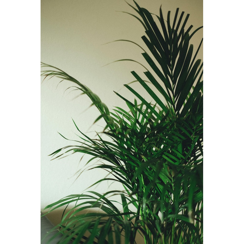 Dypsis lutescens – Areca palm