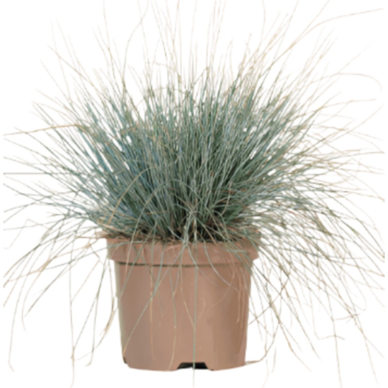 Festuca Elijah Blue 1 Gallon Plant Ornamental Grass Ground Cover Live Plant Mrhght7