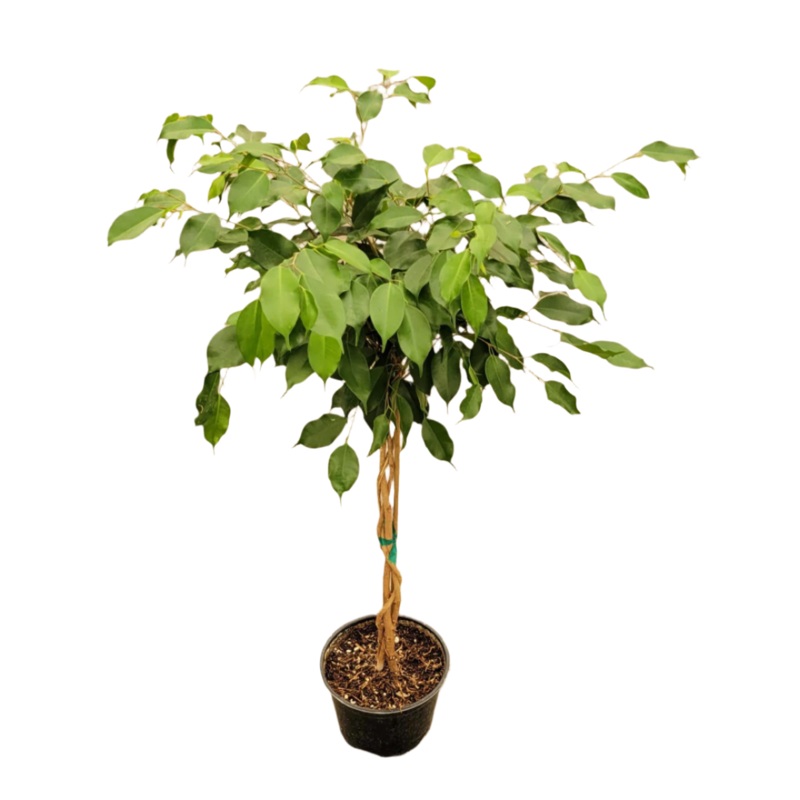 Ficus Dark Braided Plant 7 Gallon Ht7 Pot Ficus Benjamina Midnight Braid Plant 4-6 Ft Tall Indoor Live Plant Ht7