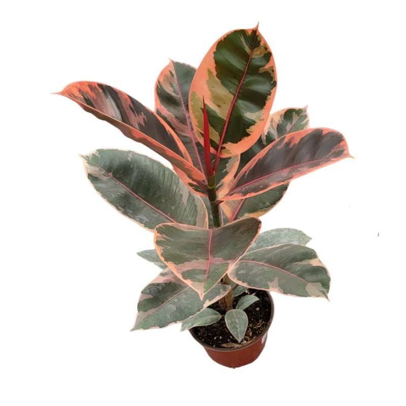 Ficus Elastica Rubber Ruby Plant Variegated Rubber 1 Gallon Ht7 Houselive Plant Ht7