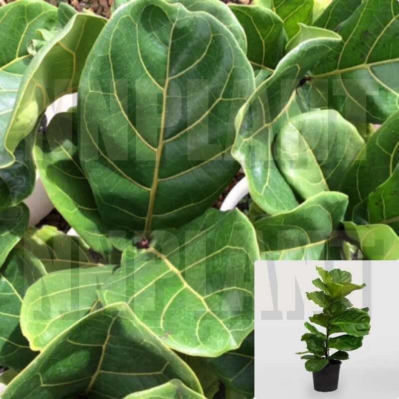 Ficus Lyrata Plant 7 Gallon Ht7 Pot Fiddle Leaf Fig Plant Banjo Fig Plant Indoor Live Plant Ht7