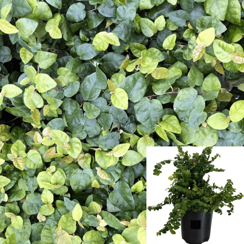 Ficus Pumila Plant Creeping Fig Wall Cover Climbing 1 Gallon Live Plant Outdoor Climbers G