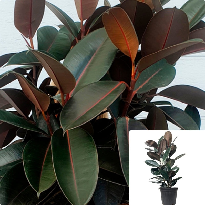 Ficus Rubber 5 Gallon Ht7 Pot Plant Ficus Elastica Rubber Fig Rubber Plant Burgandy 4-5 Ft Ht7
