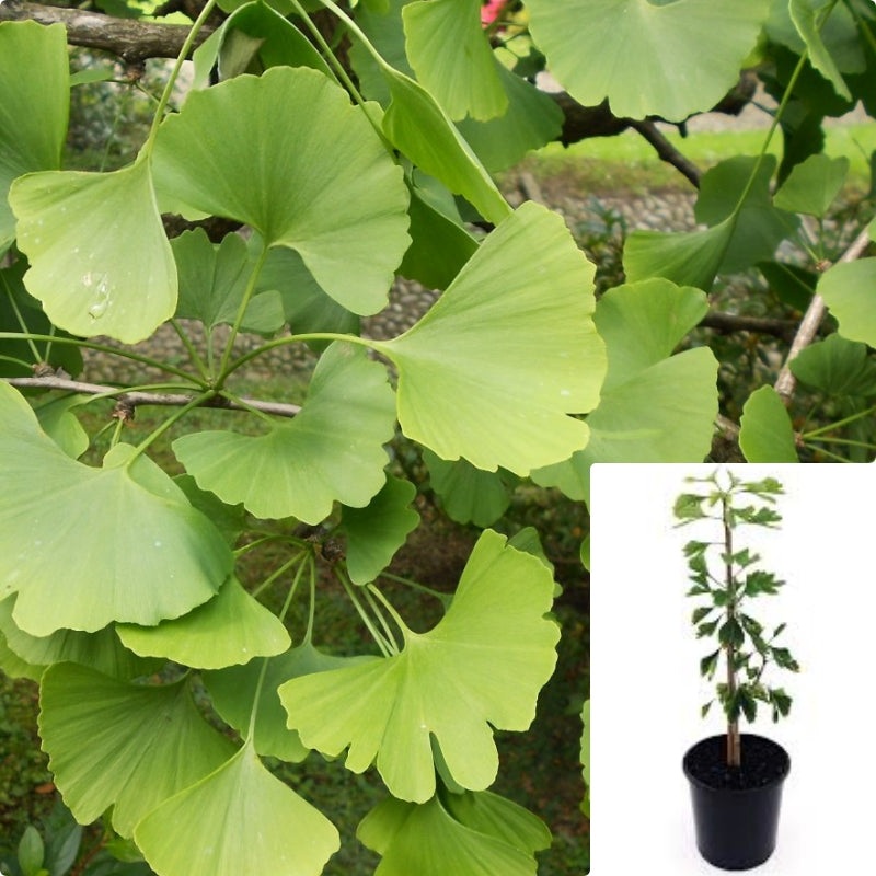 Ginkgo Biloba 1 Gallon Ht7 10 -18Inches Tall Plant White Ginkgo Fruit Maidenhair Tree Ginkgo Biloba White Fruit Tree Live Plant Ht7 Best