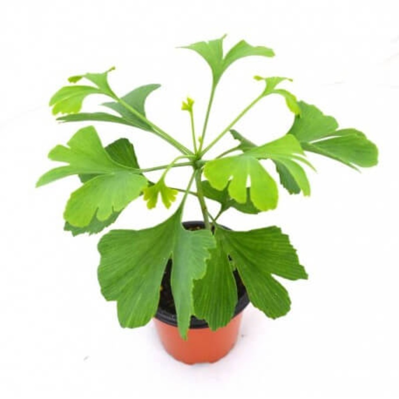 Ginkgo Princeton Sentry Maidenhair Tree 1 Gallon White Fruit Ginkgo Biloba Princeton Sentry Ht7 Best