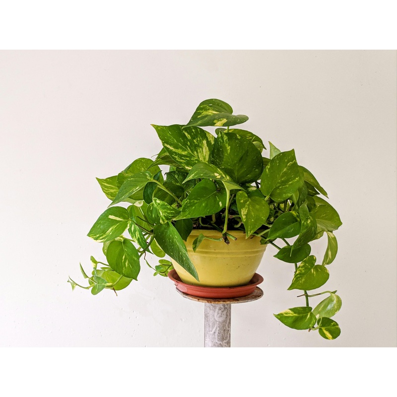Golden Pothos – Epipremnum aureum