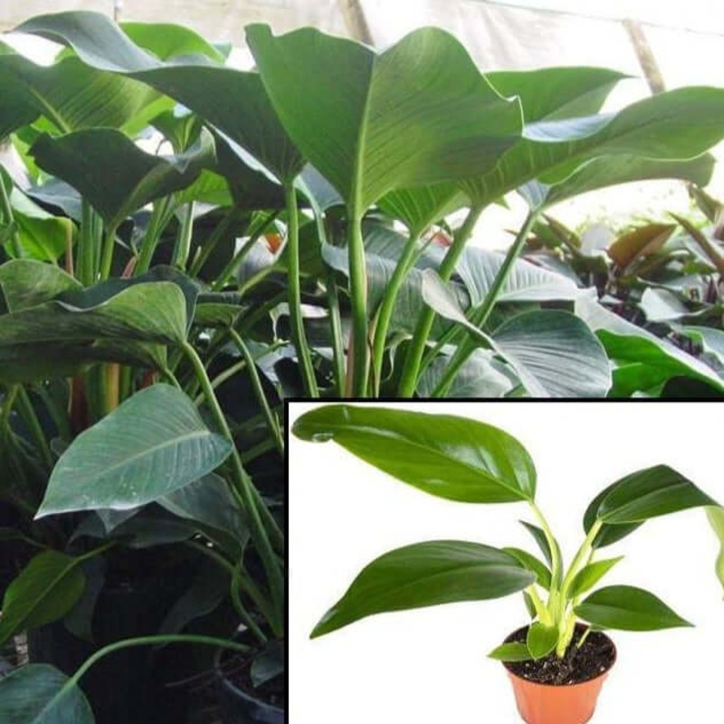 Green Congo Philodendron 2 Gallon Ht7 Pot 2-3Ft Tall Plant Philodendron Green Congo Larger Than Rojo Congo Upright Ht7