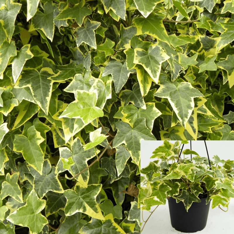 Hedera Ivy Gold Child 1 Quart Pot Golden Ingot Plant Helix Common English Ivy Best Live Plant Ht7