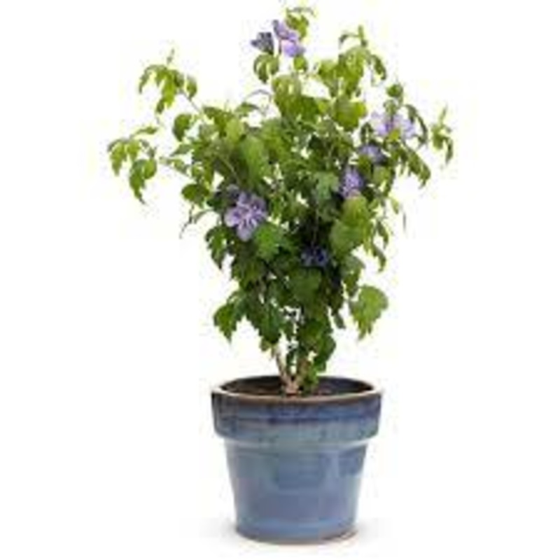 Hibiscus Lavender Chiffon 1 Gallon Plant Shrubby Mallow Rose Outdoor