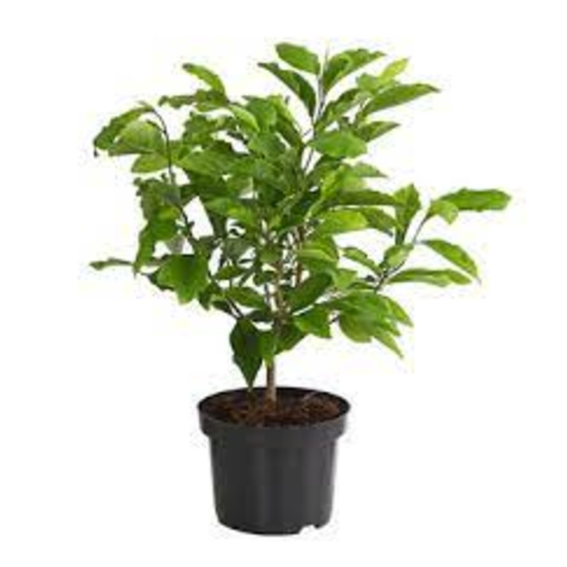 Hibiscus White Chiffon 1 Gallon Plant Shrubby Mallow Rose Of Sharon Outdoor Shrub