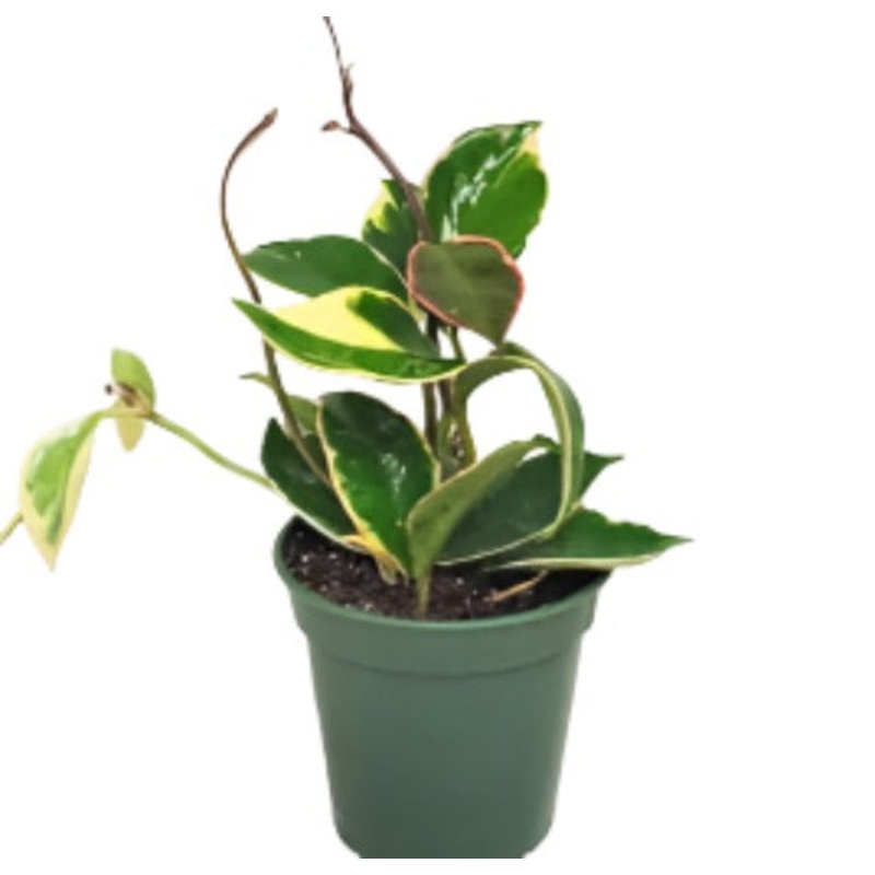 Hoya Carnosa Krimson Queen Plant 4Inches Hoya Carnosa House Live Plant Ht7
