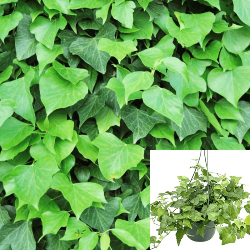 Ivy Algerian Ivy Plant 1 Gallon Ht7 Hedera Canariensis Baltic Ivy Plant Hanging Ivy Groud Covering Live Plant Ht7 Best