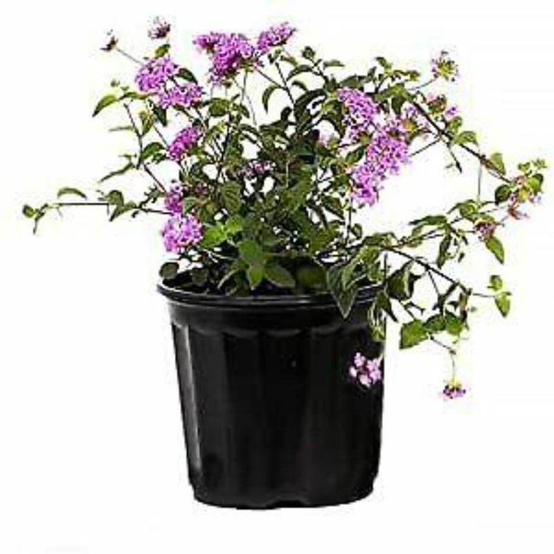 Lantana Lavender 5 Gallon Montevidensistrailing Weeping Lan