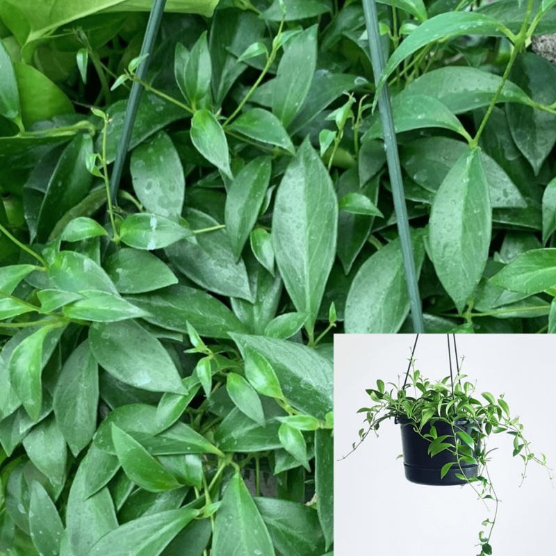 Lipstick Green Plant Care Guide 4Inches Plant Purple Star Lipstick Pot Plant White Orange Flower Aeschynant Ht7 Best